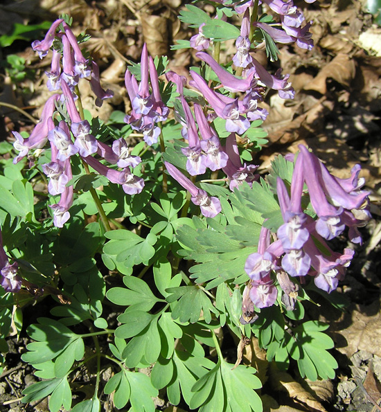 Hohler Lerchensporn, Corydalis cava